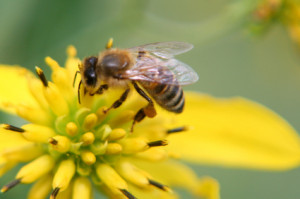 bee sting diet